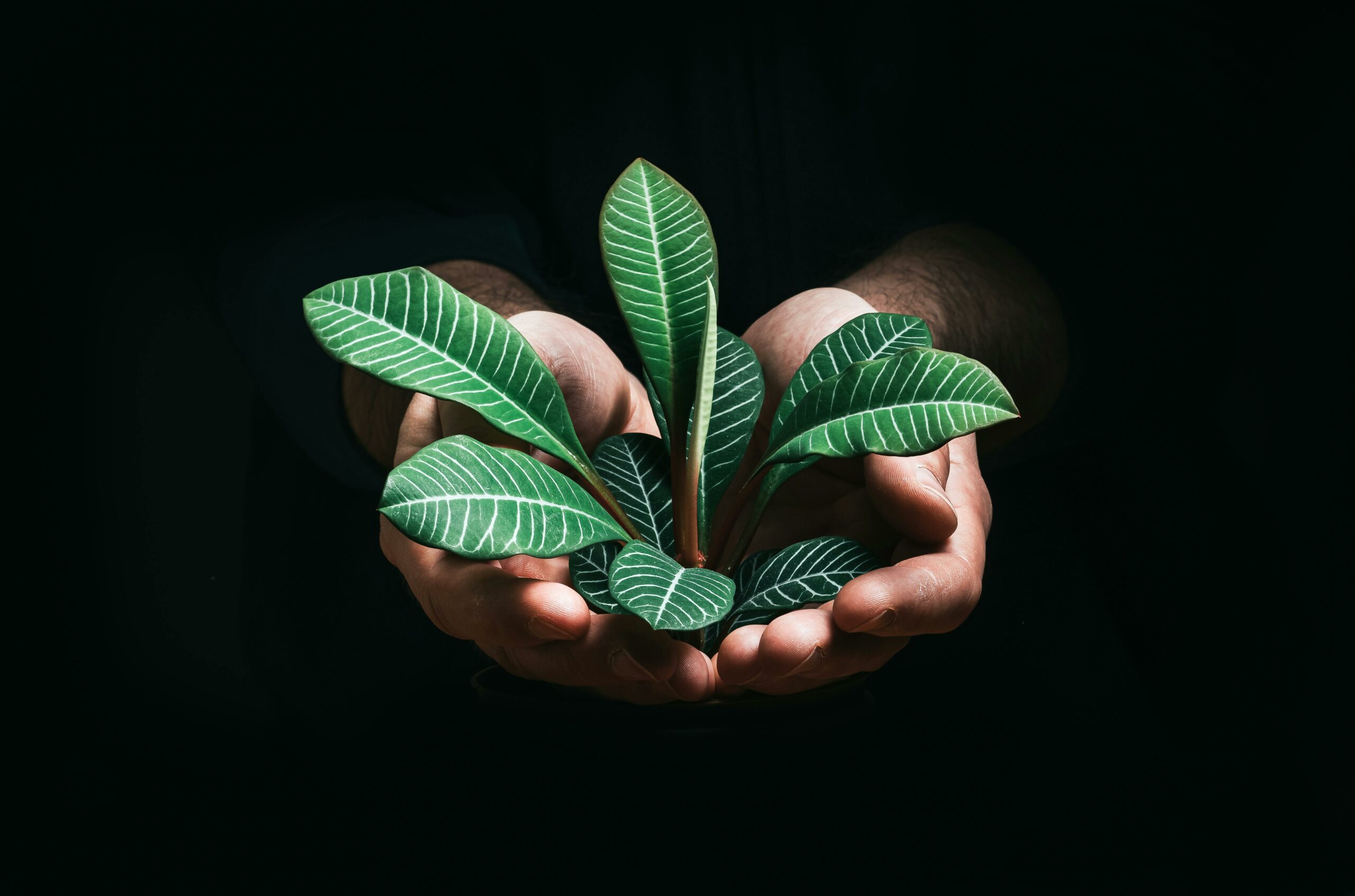 Close-up of hands gently holding a tropical plant with lush green leaves on a dark background.